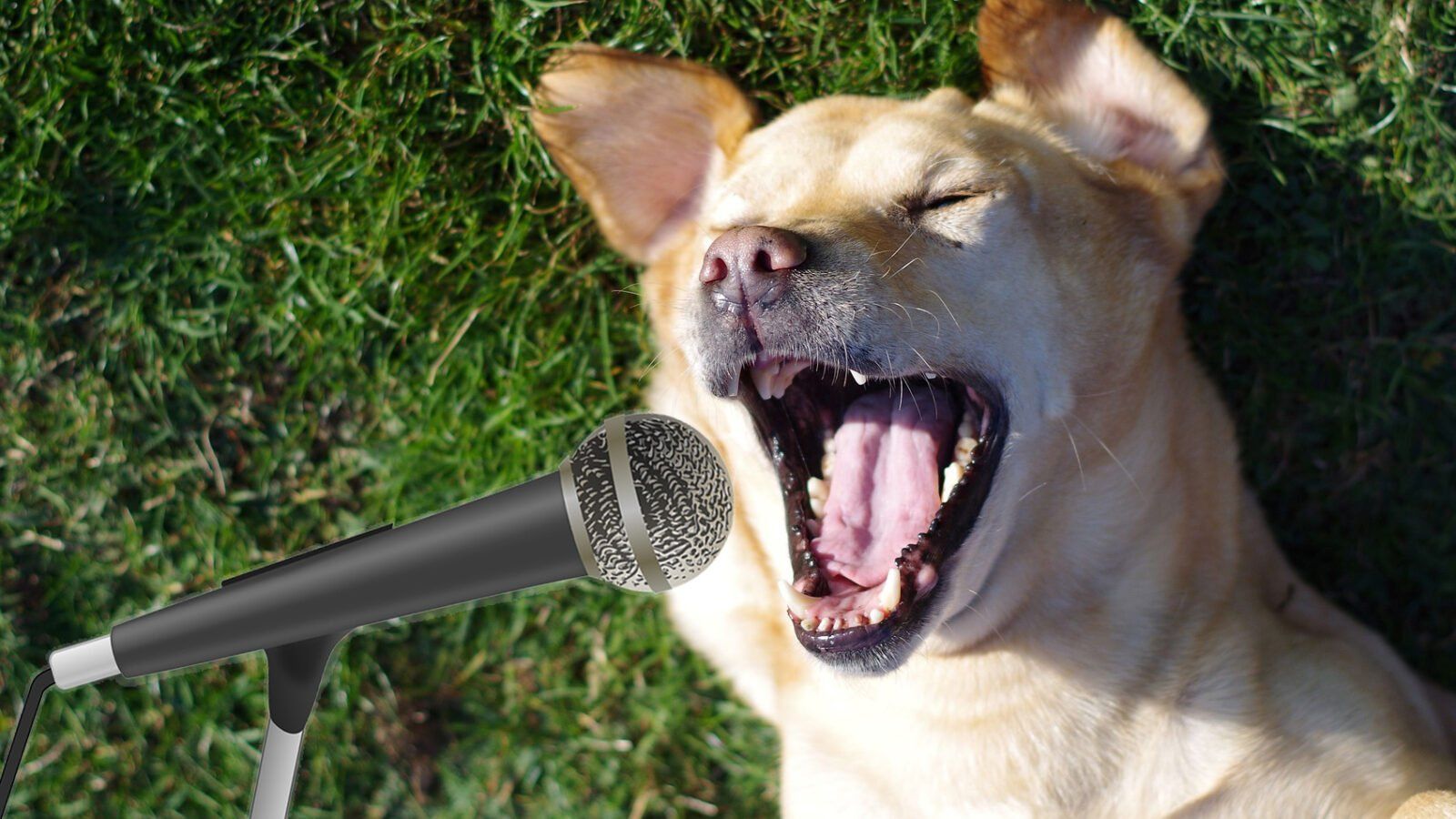 dog singing ave maria