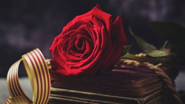 'A rose for love and a book forever': Literature for Music Lovers on World Book Day