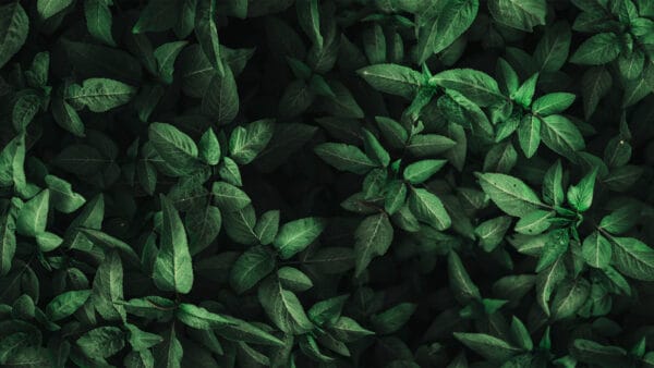 Plants fill seats at Barcelona opera house concert