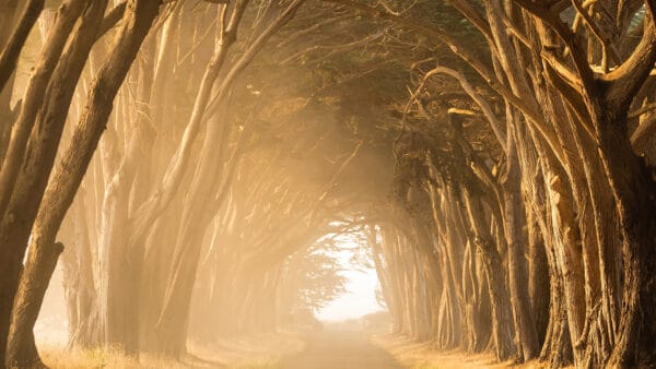 Playlist: Classical Music for Long Walks