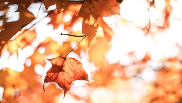 Playlist: Fall Folk Foliage — Songs Old and New for Autumn