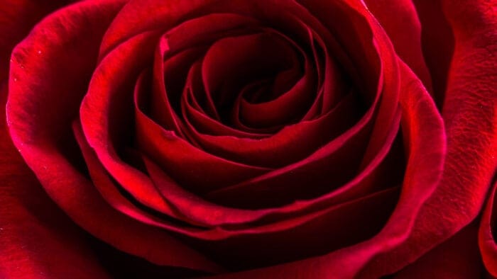 detail of a red rose