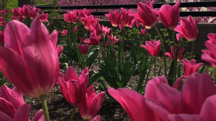close up of red tulips