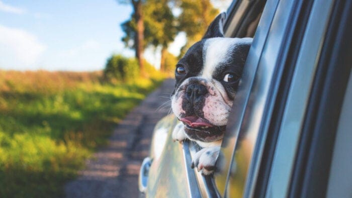 dog peeks out car window on country road
