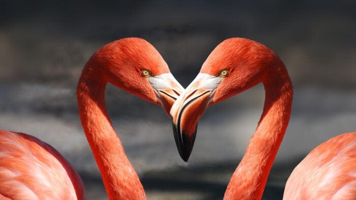 two flamingoes come together, making a heart shape