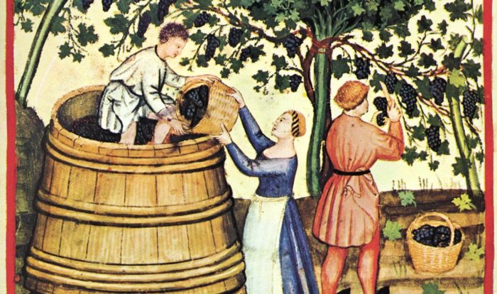 Treading grapes (illustration from the 14th Century book Tacuinum Sanitatis)