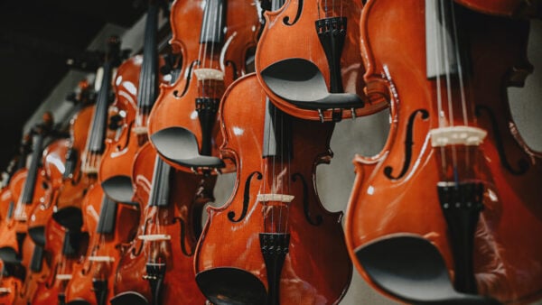 A number of violins hanging on the wall in the shop