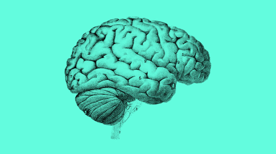 image of brain in neuroscience of singing