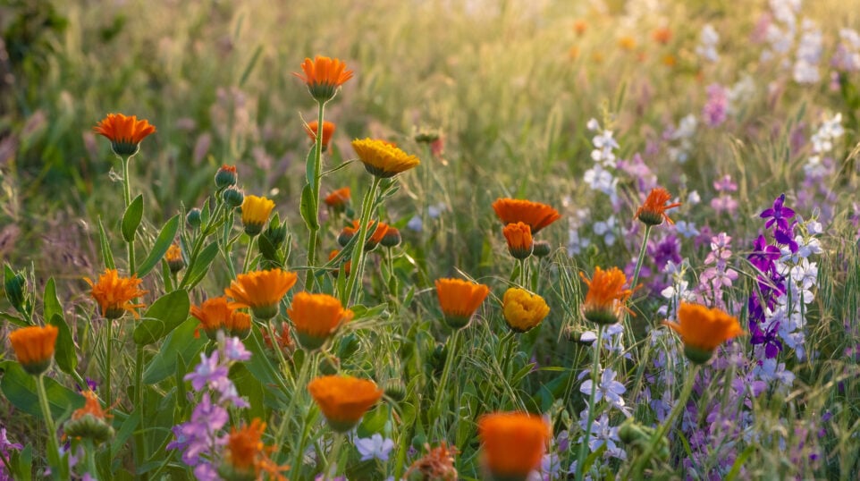 classical music nature