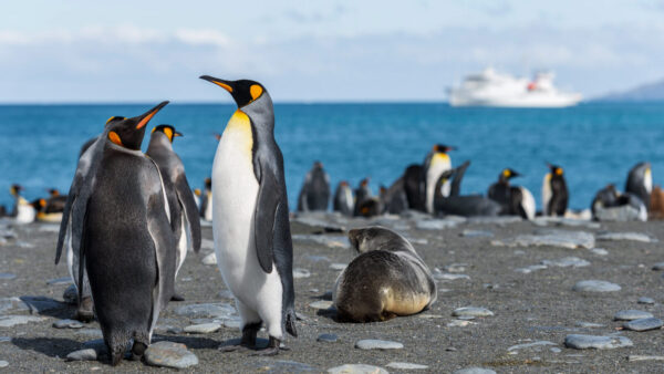 penguin