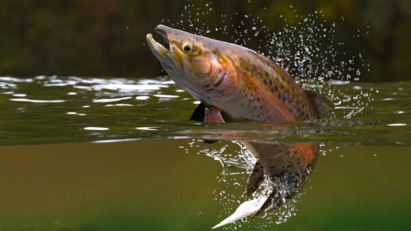 iStock-1066710062 trout