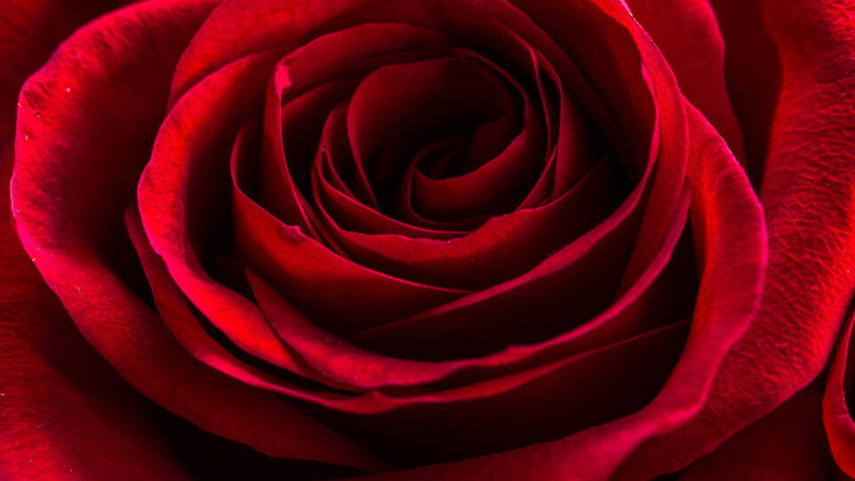 detail of a red rose