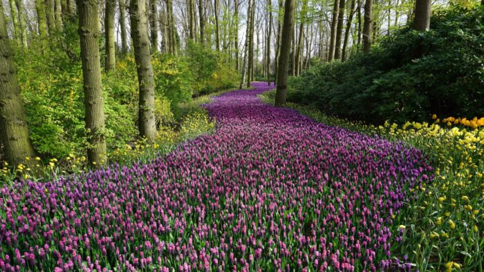 a path of heather through a green forest