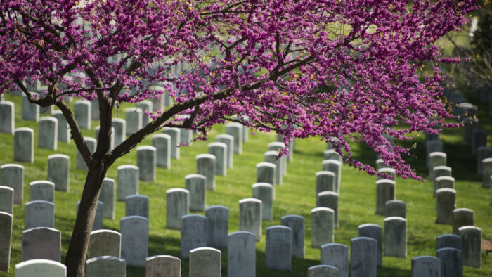 rows of white marble gravestones under flowering cherry tree