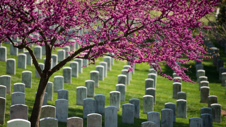 rows of white marble gravestones under flowering cherry tree