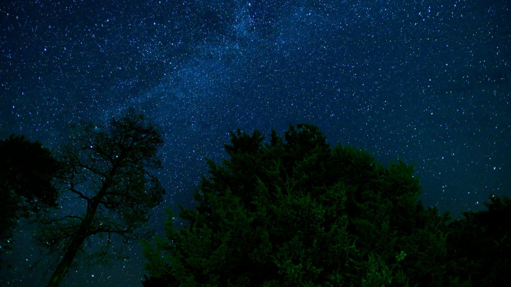 trees against a starry night sky