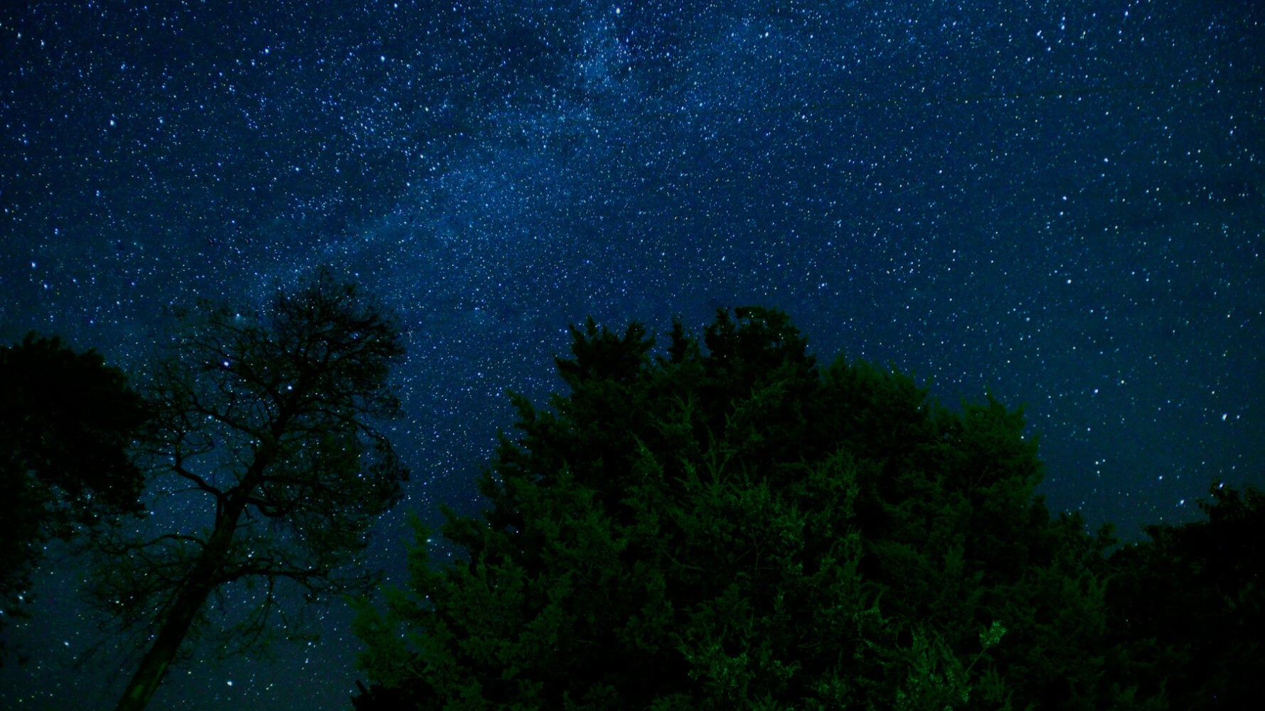 trees against a starry night sky