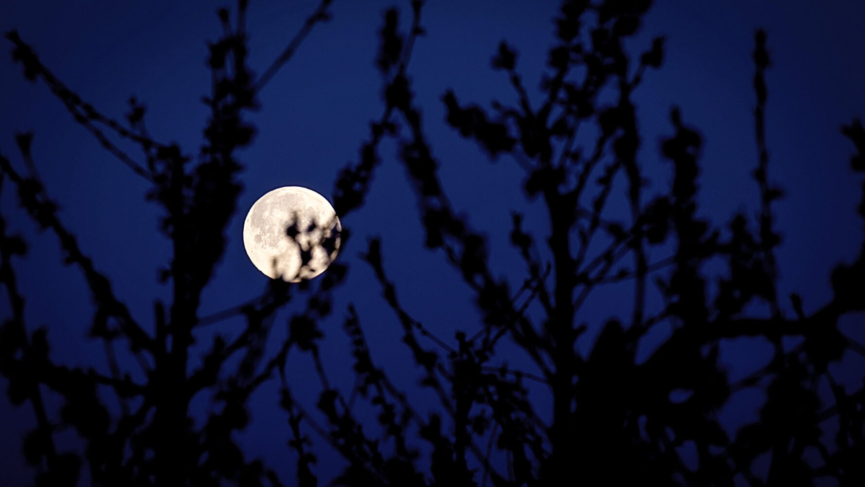 a full moon lights up an ink blue night sky, with the silhouette of branches in the foreground