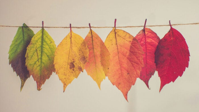 Row of Leaves through the four seasons