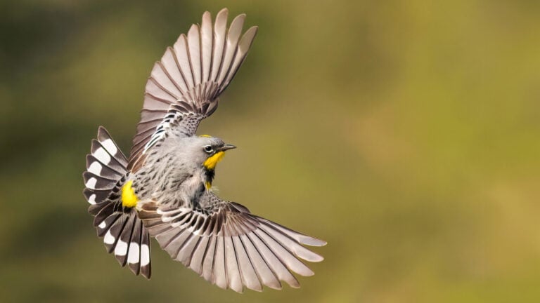 a white, gray, and yellow warbler in flight