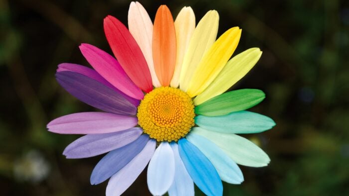 daisy with rainbow petals