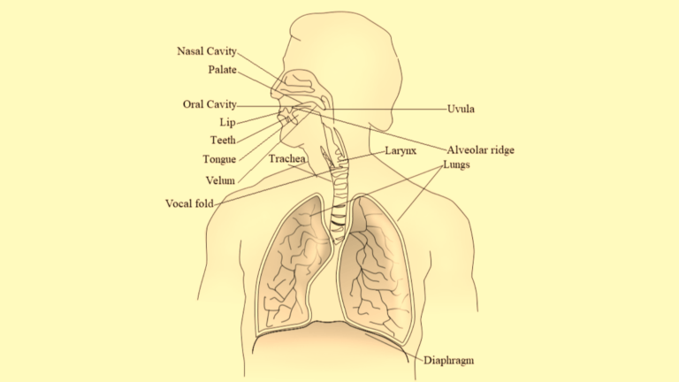 Pen and ink illustration of speech production organs including nasal cavity, larynx, lungs, diaphragm, and others.