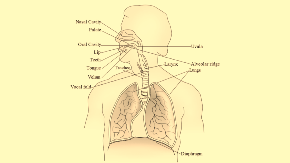 Pen and ink illustration of speech production organs including nasal cavity, larynx, lungs, diaphragm, and others.