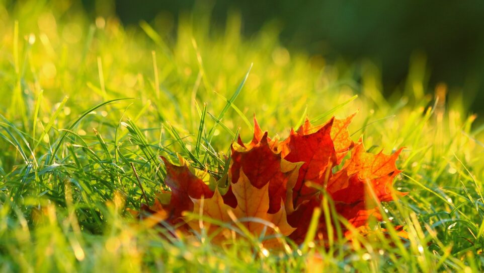 red leaves in green grass