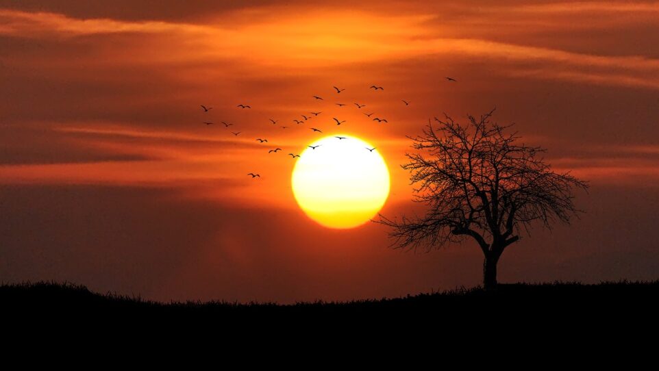 sunset behind tree with flock of birds in silhouette
