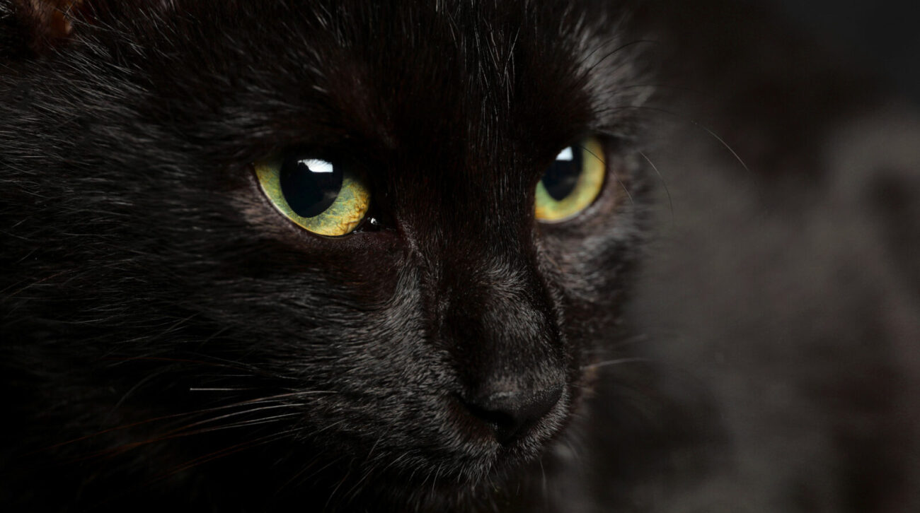 closeup of black cat