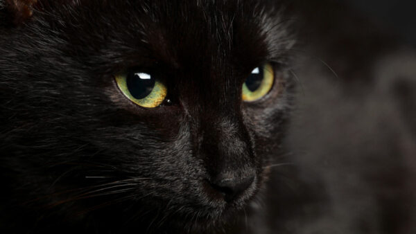 closeup of black cat