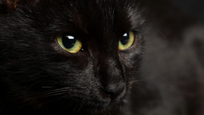 closeup of black cat