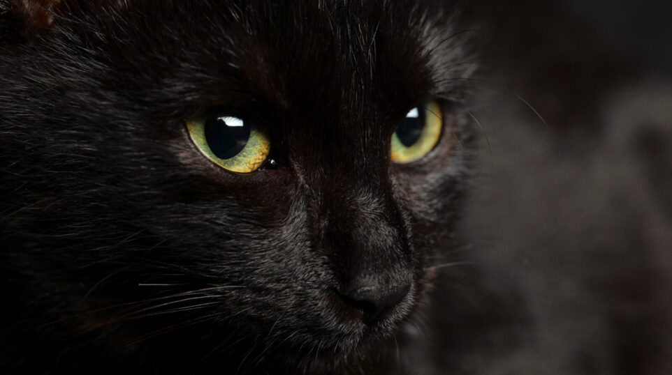closeup of black cat