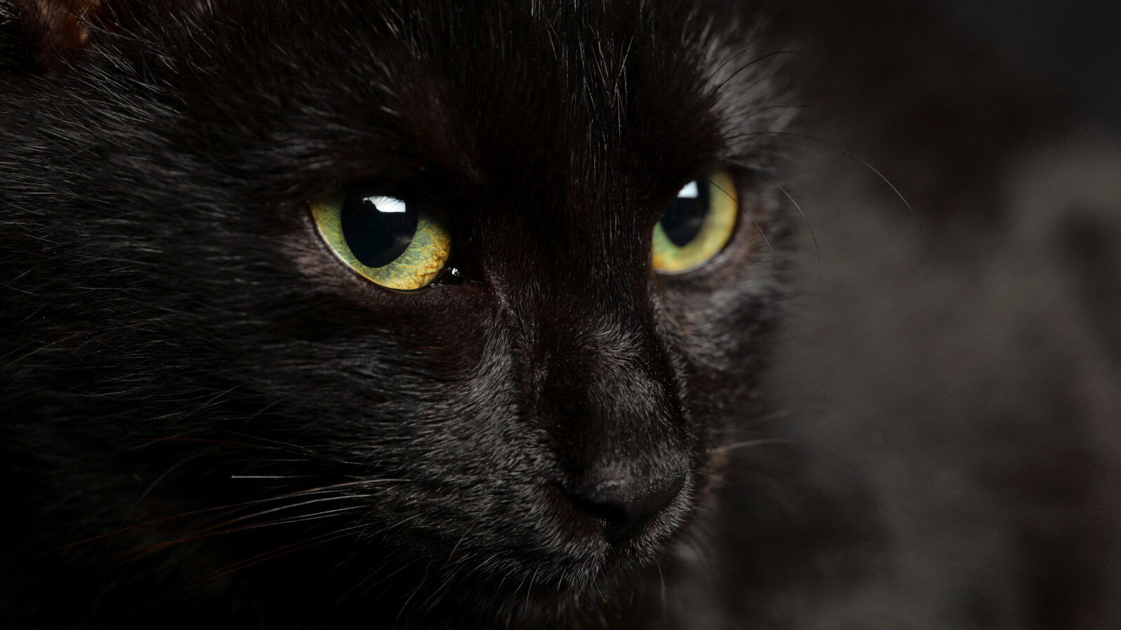 closeup of black cat