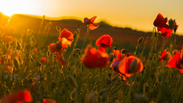 sunlit poppy fields