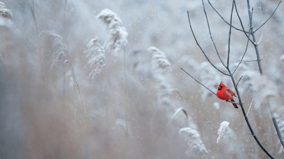 A bright red male Northern Cardinal sits perched on a branch in the falling snow .