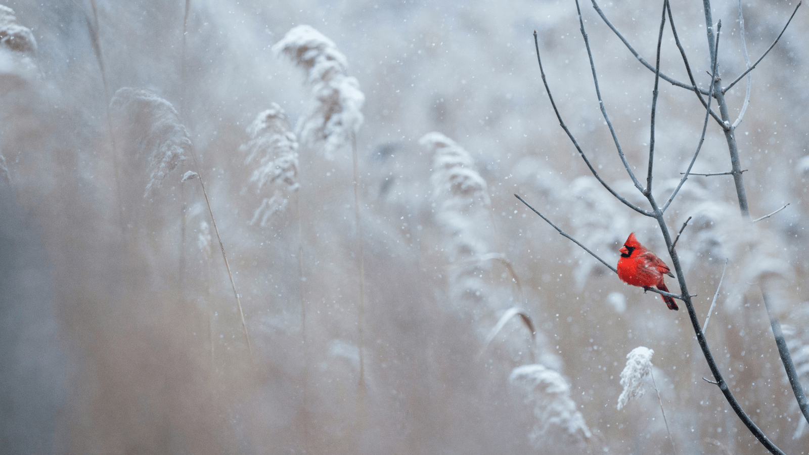 A bright red male Northern Cardinal sits perched on a branch in the falling snow .