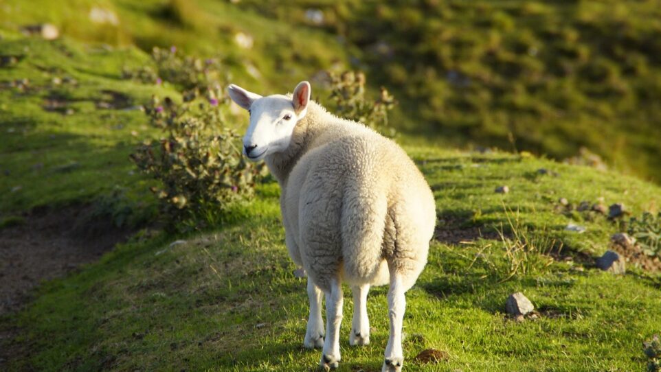 a sheep in a meadow looks back over its shoulder