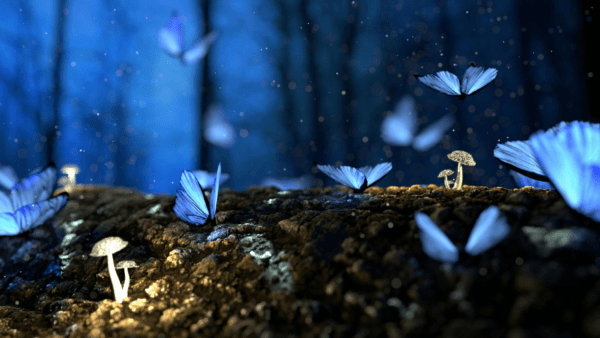 16×9 Magic Butterfly Moment