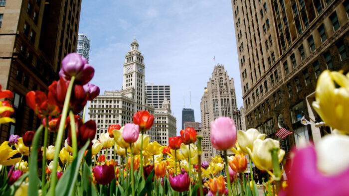 Iconic Chicago buildings — including the Wrigley Building, Tribune Tower, and the Hancock Center — with happy, multicolored tulips in the foreground