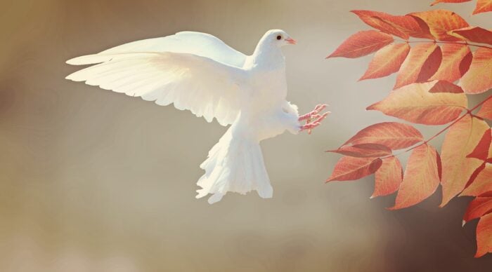 White dove in flight approaching a tree in daytime