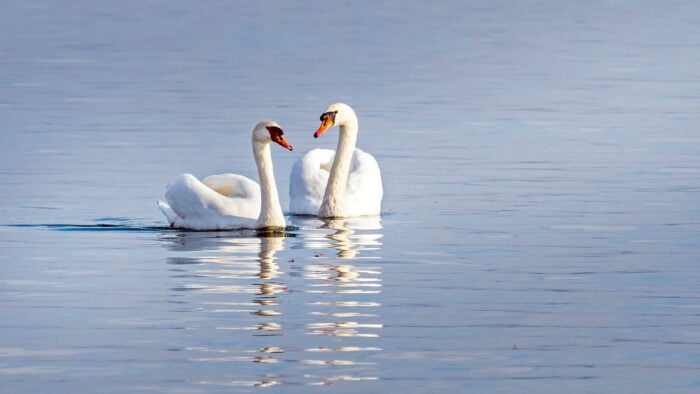 a pair of swans glide along a blue lake