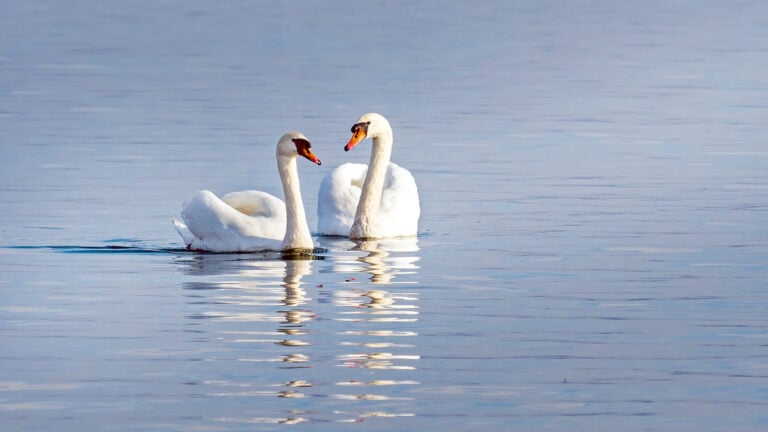 a pair of swans glide along a blue lake
