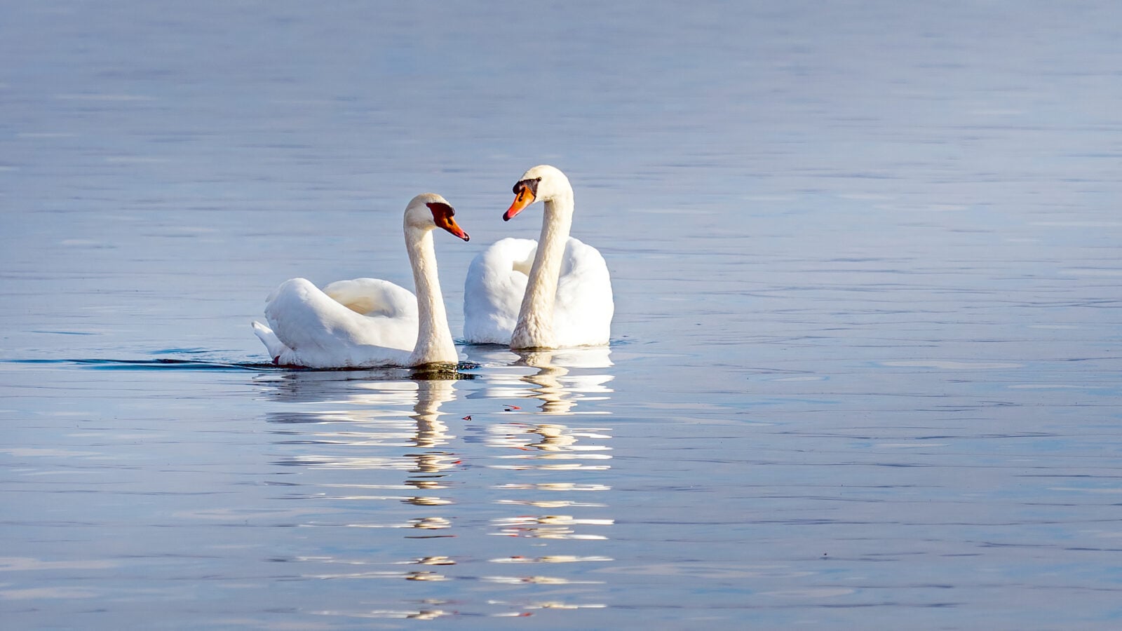 a pair of swans glide along a blue lake
