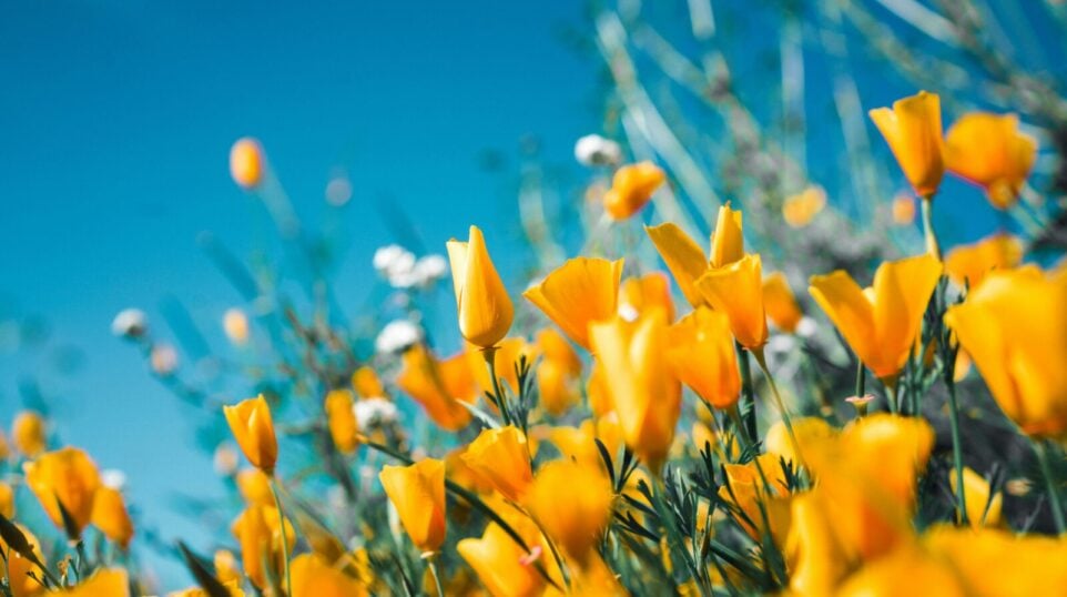 Small, yellow-orange flowers blooming against a blue sky.