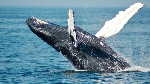 16x9 grey whale todd-cravens-lwACYK8ScmA-unsplash