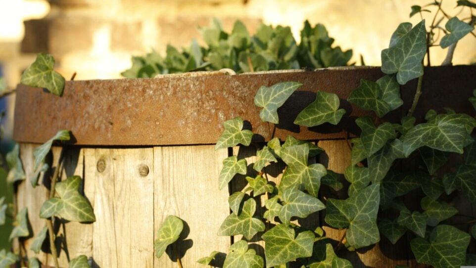 green ivy growing out of wooden barrel