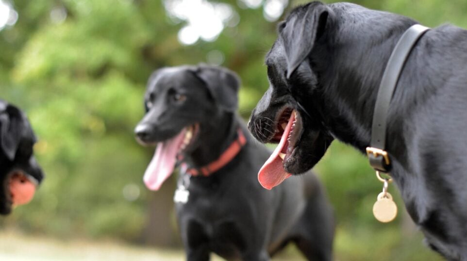 Black Labradors panting