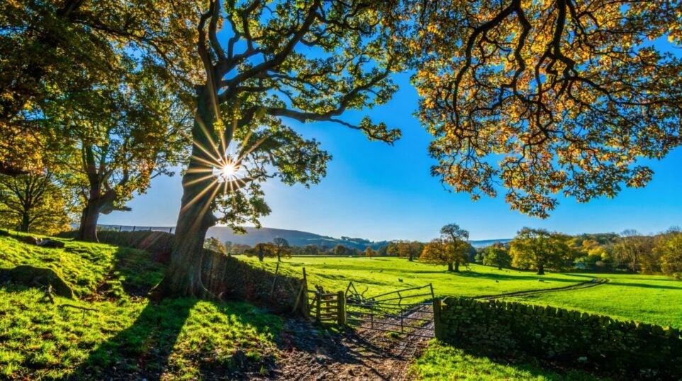 Sunny view of farm fields with a fence and a tree
