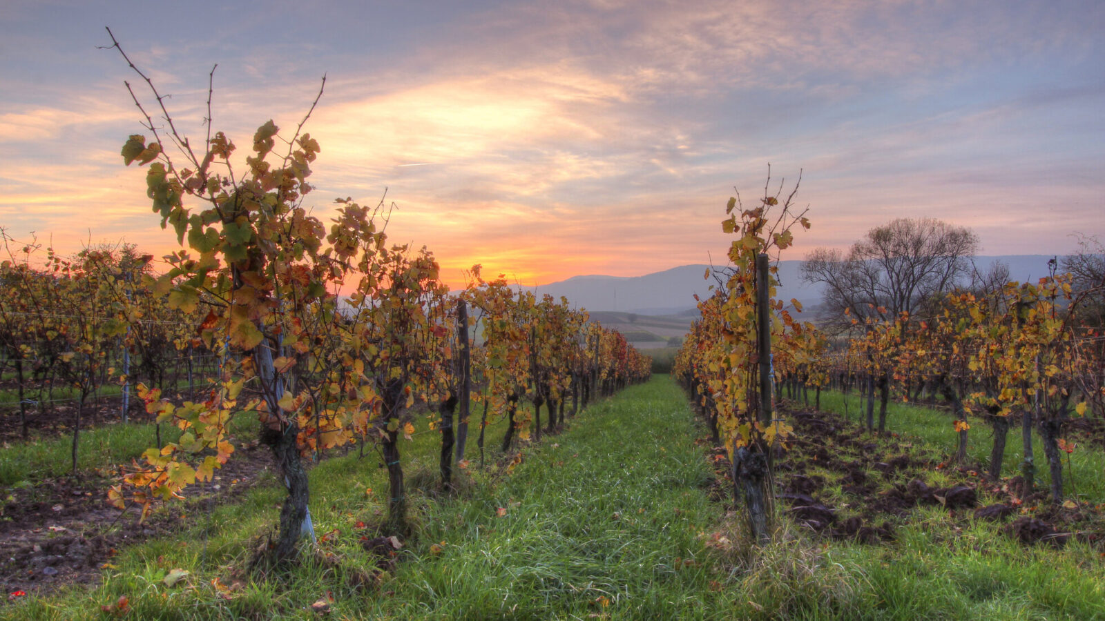 alsace vineyard